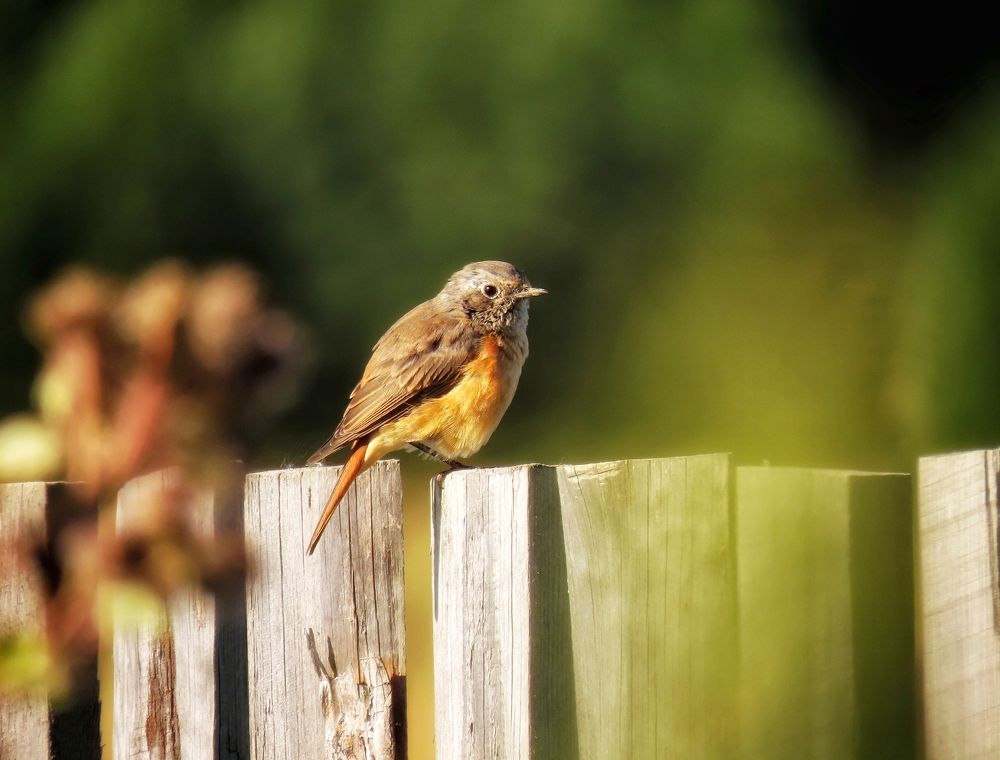 Молодая горихвостка на заборе
