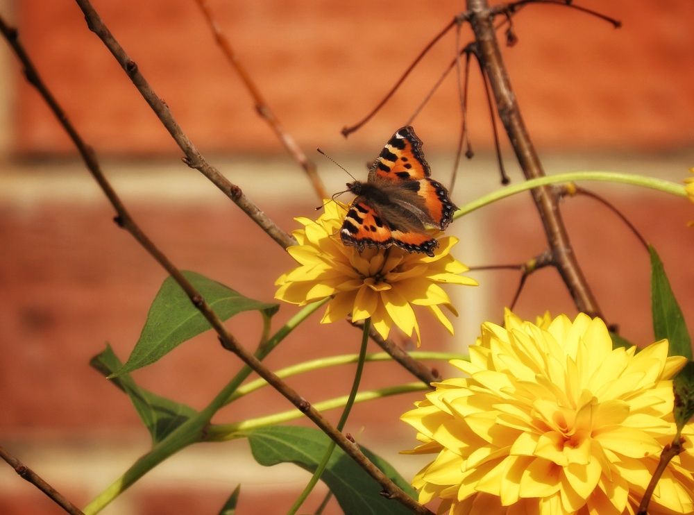 Крапивница в оранжевом