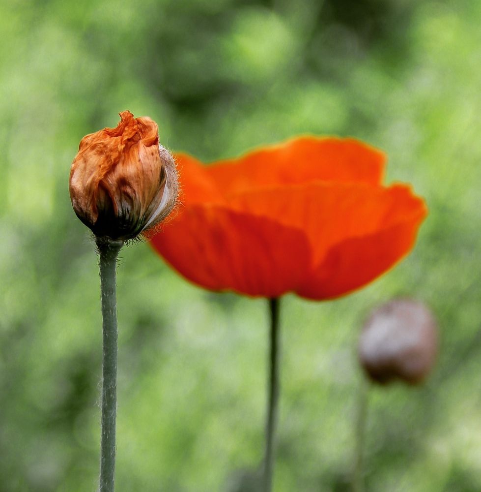 Photograph by Светлана Булыгина