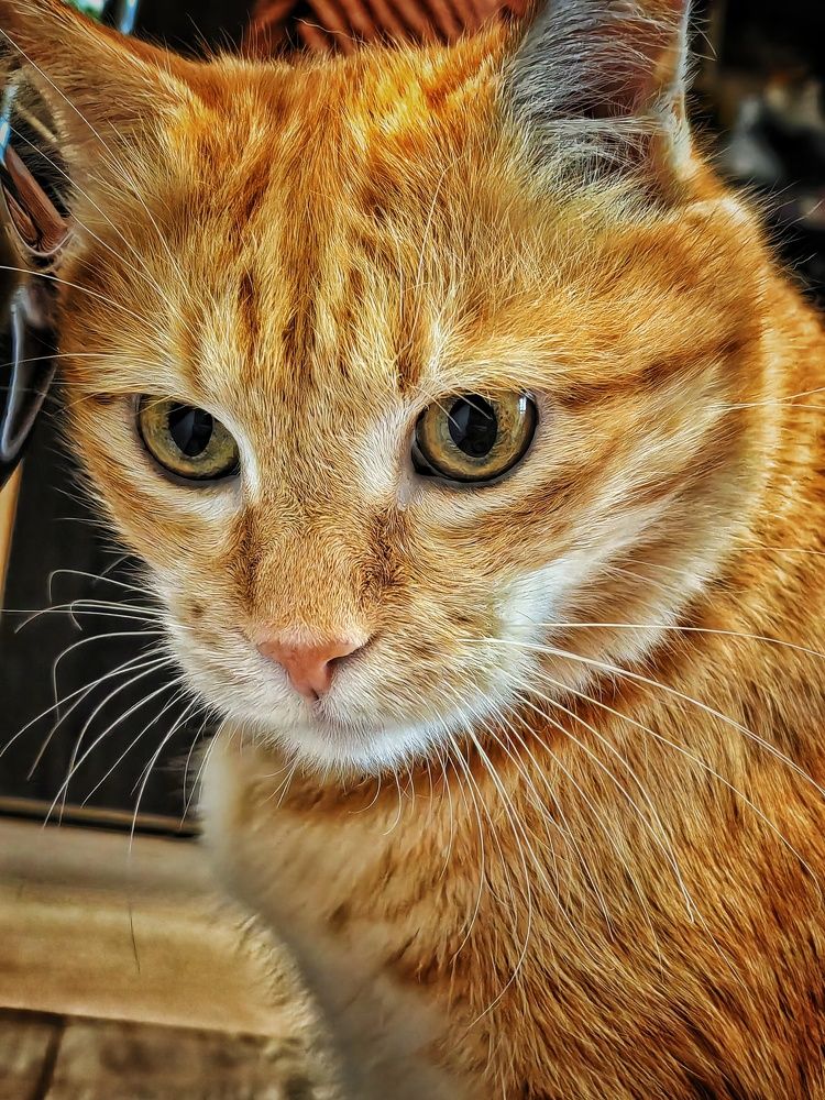 Фотография автора НАТАЛЬЯ СЕВЕР