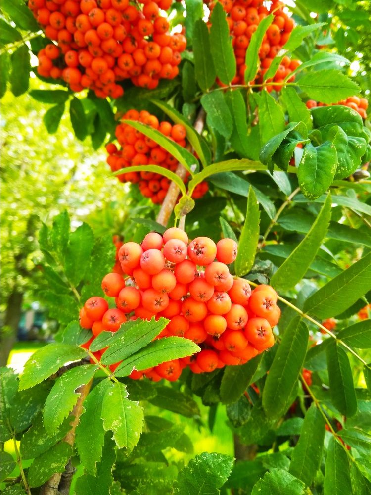 Photograph by Елена Казарина