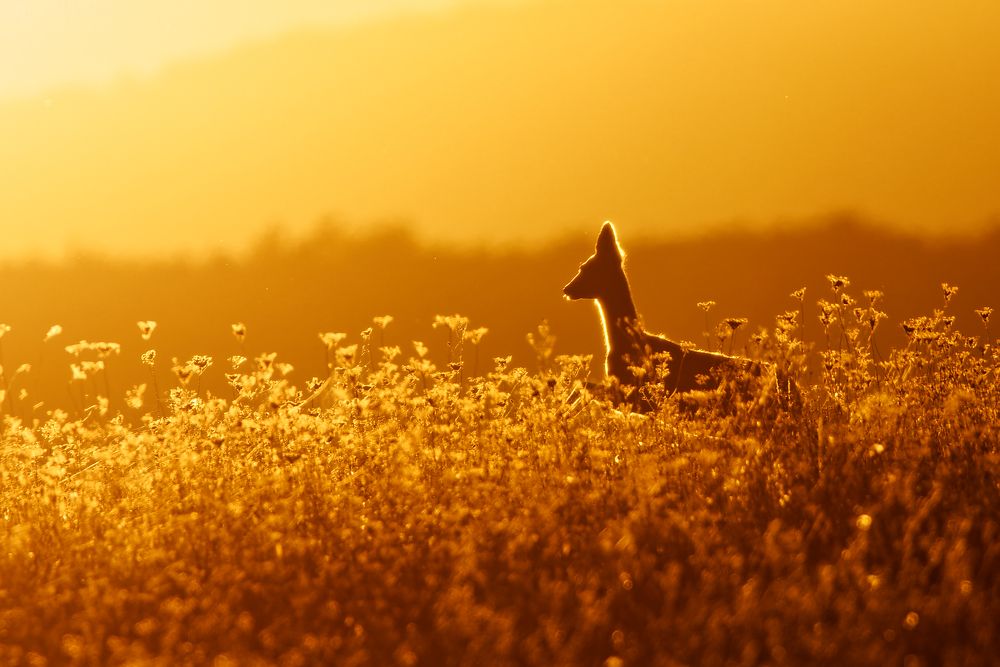 Photograph by Jozef Mihalčin