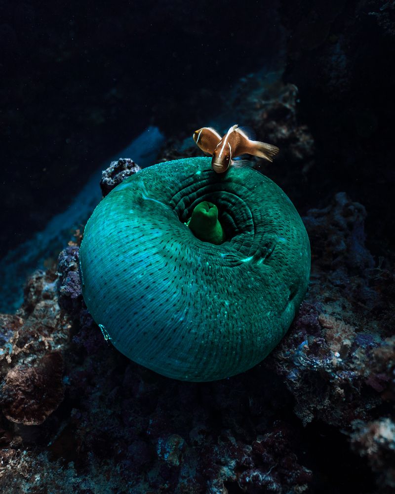 The owners of the green pillow