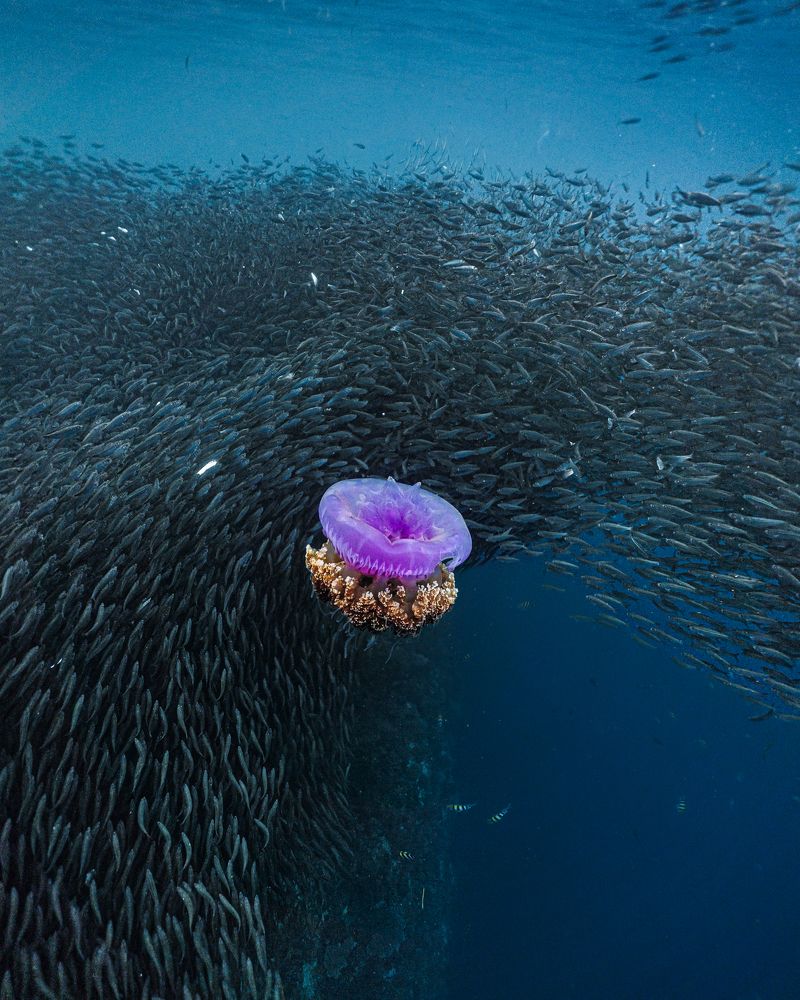 Lost in sardines