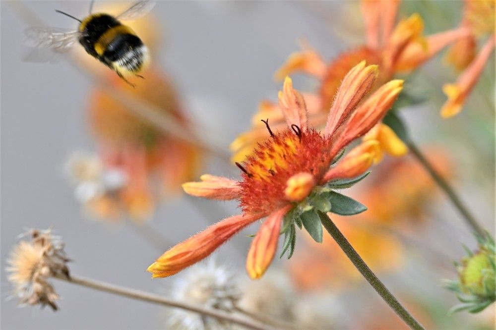 Фотография автора IRINA FILIPPOVA