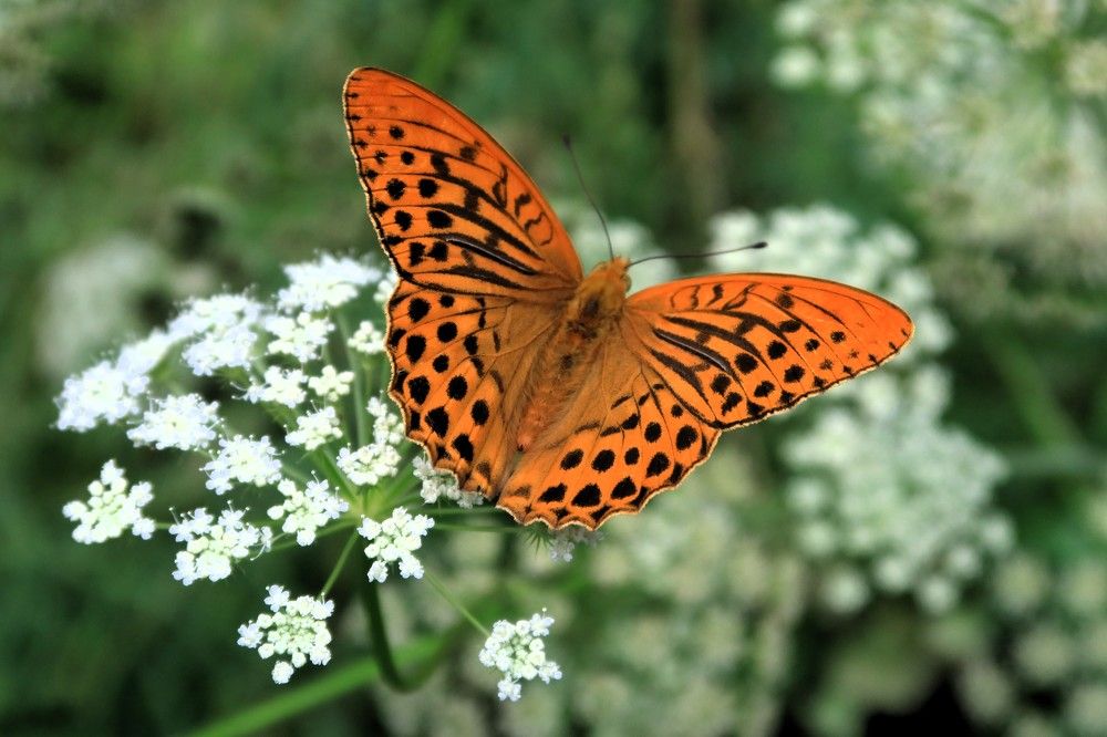 Краски лета