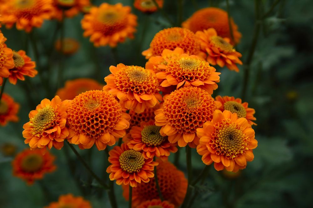 Photograph by Ирина Шибитова