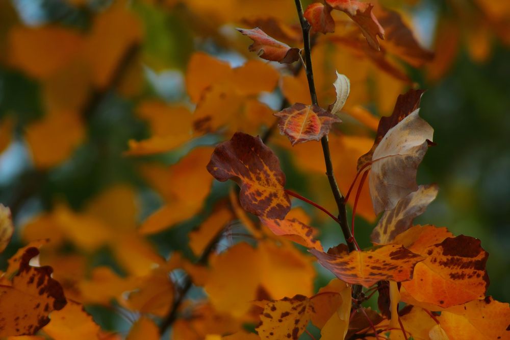 Photograph by Ирина Шибитова