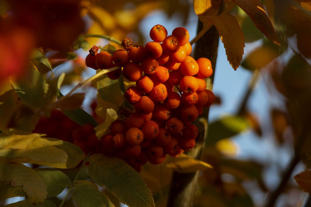 Photograph by Ирина Шибитова