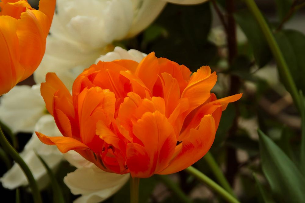 Photograph by Ирина Шибитова