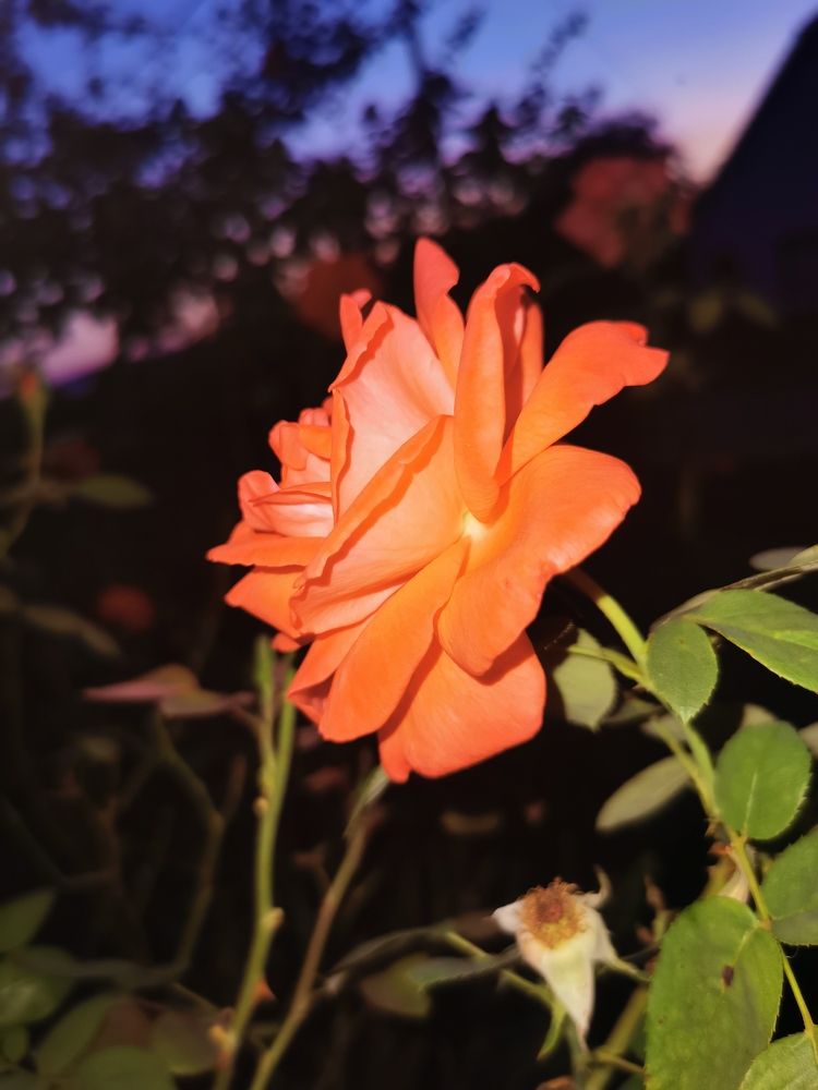 Photograph by Nikolett Mengyi