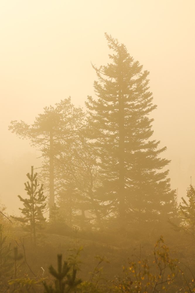 Photograph by Трофимова Юлия