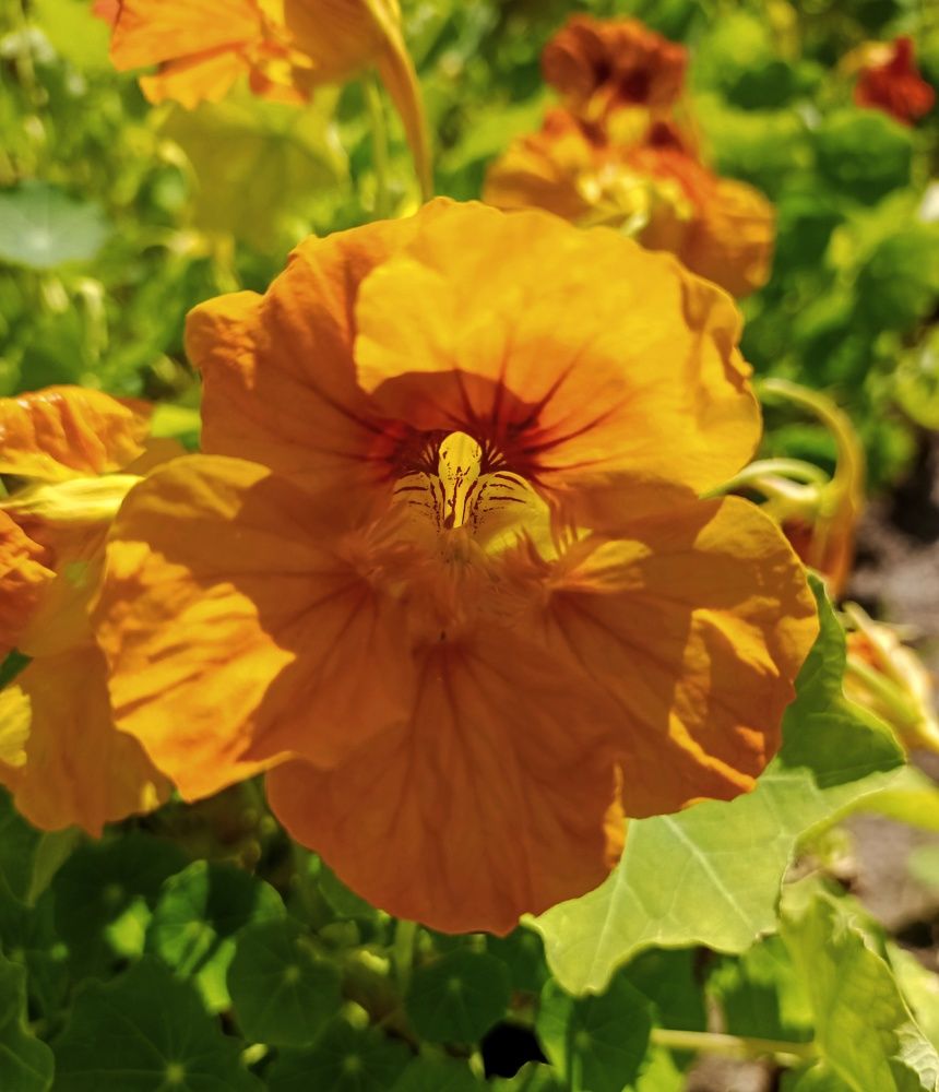 Photograph by Sergey Kurkov-Tarkovsky