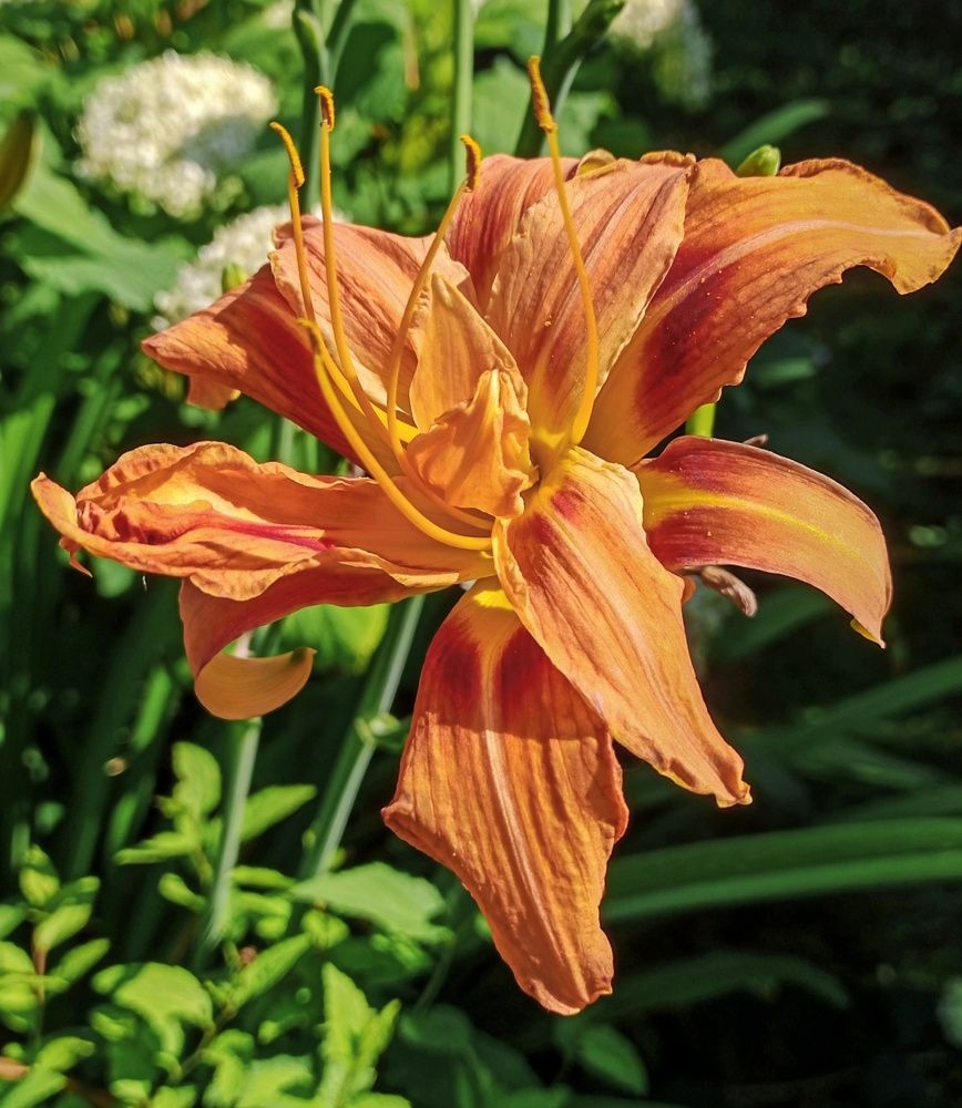 Photograph by Sergey Kurkov-Tarkovsky
