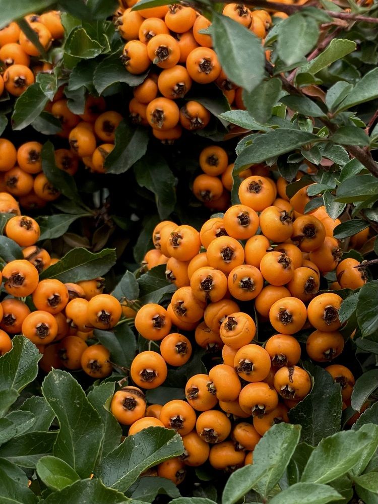 Photograph by Марина Фомичева