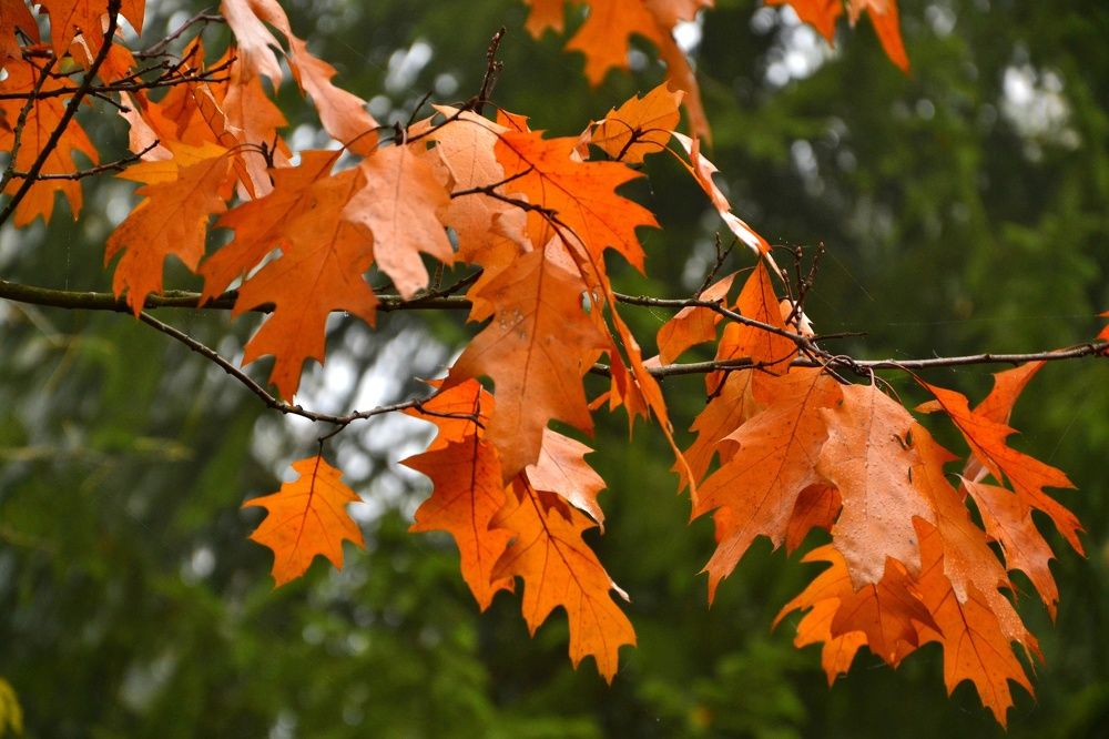 Оранжевый цвет