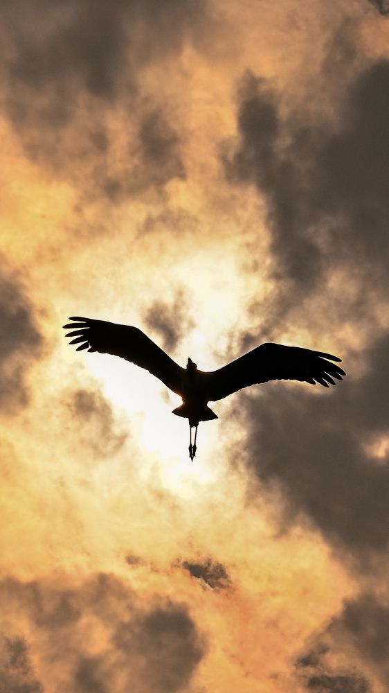 Фотография автора Aadi Saxena