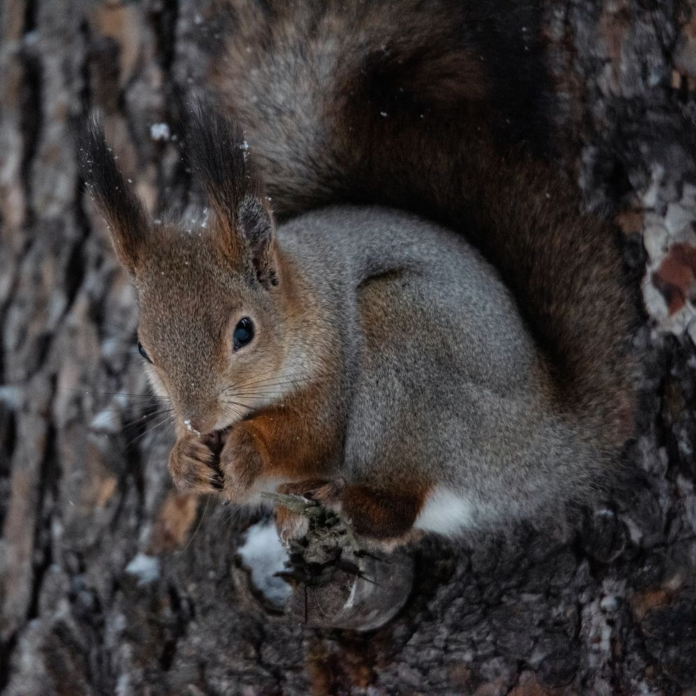 Photograph by Ксения Шилина