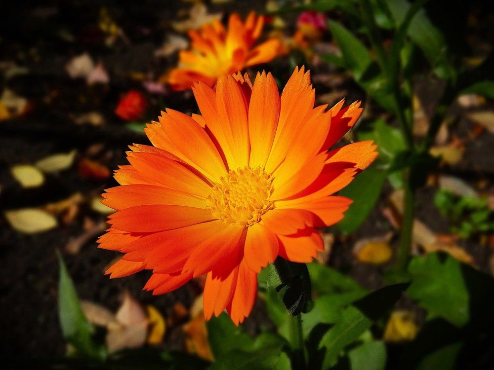 Photograph by Марина Раткун