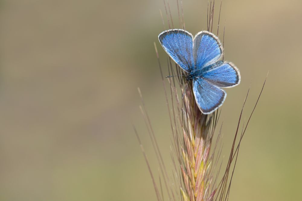 Фотография автора Neslihan Taylan Tülbentci