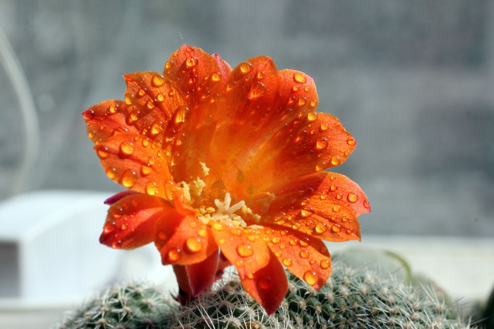 Солнечный цветок