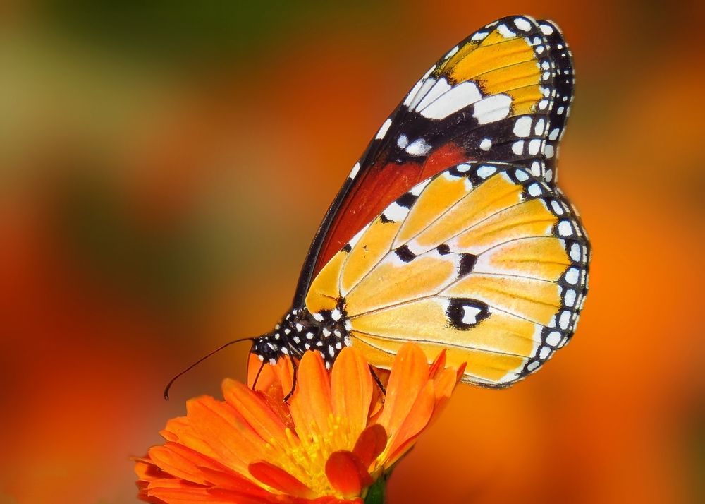 Photograph by Amin Ghaffarian