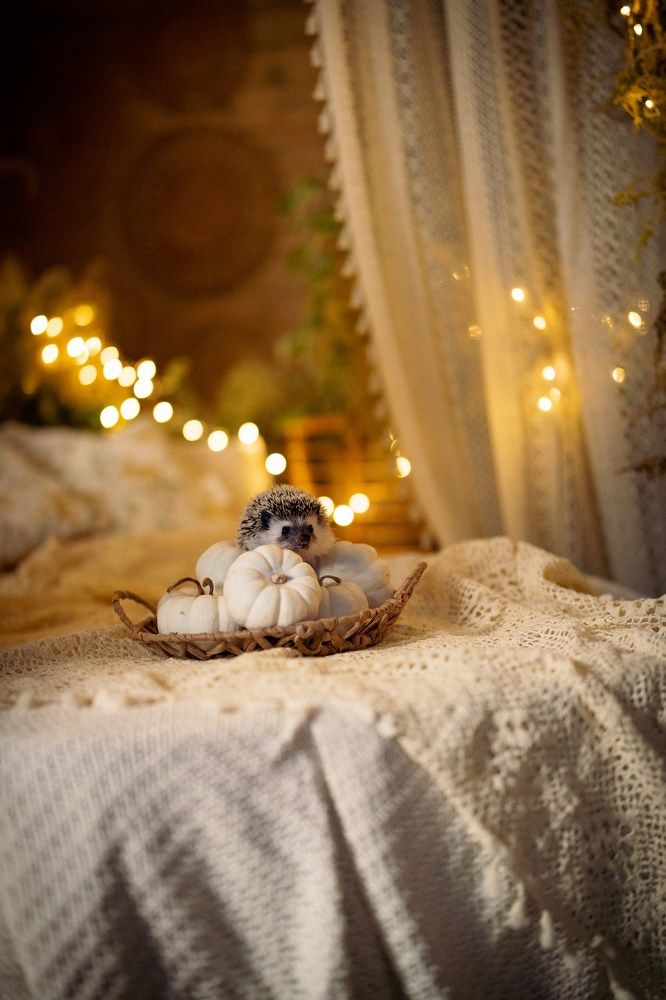 Photograph by Tetiana Kolos