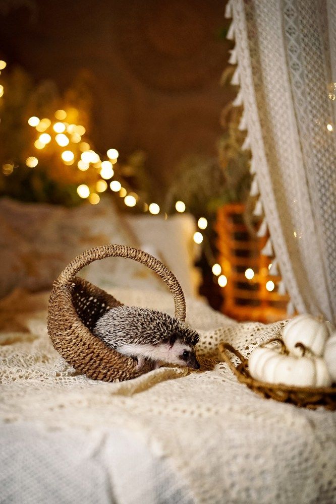 Photograph by Tetiana Kolos