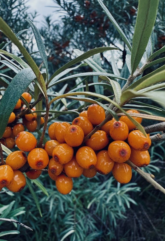 Photograph by Ксения Гулькова