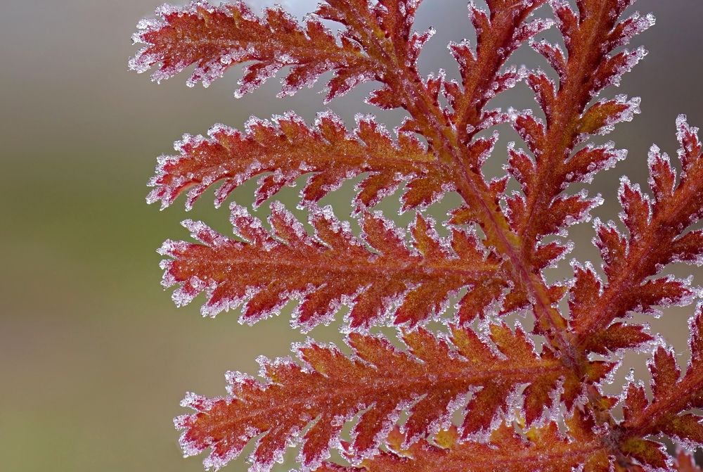 Photograph by Наталья Соколова