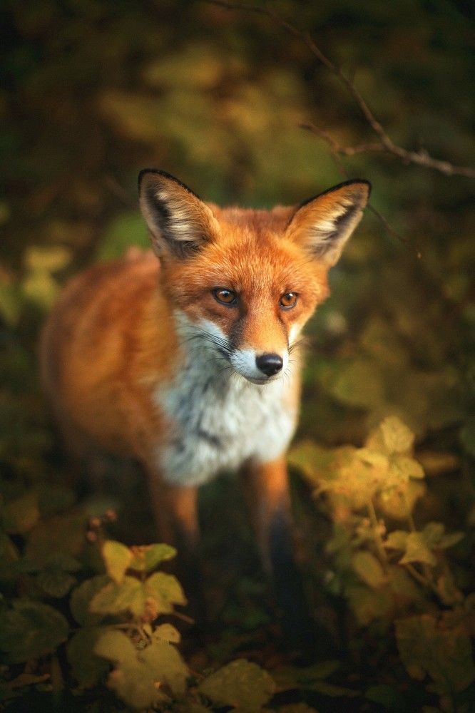 Photograph by Татьяна Максакова