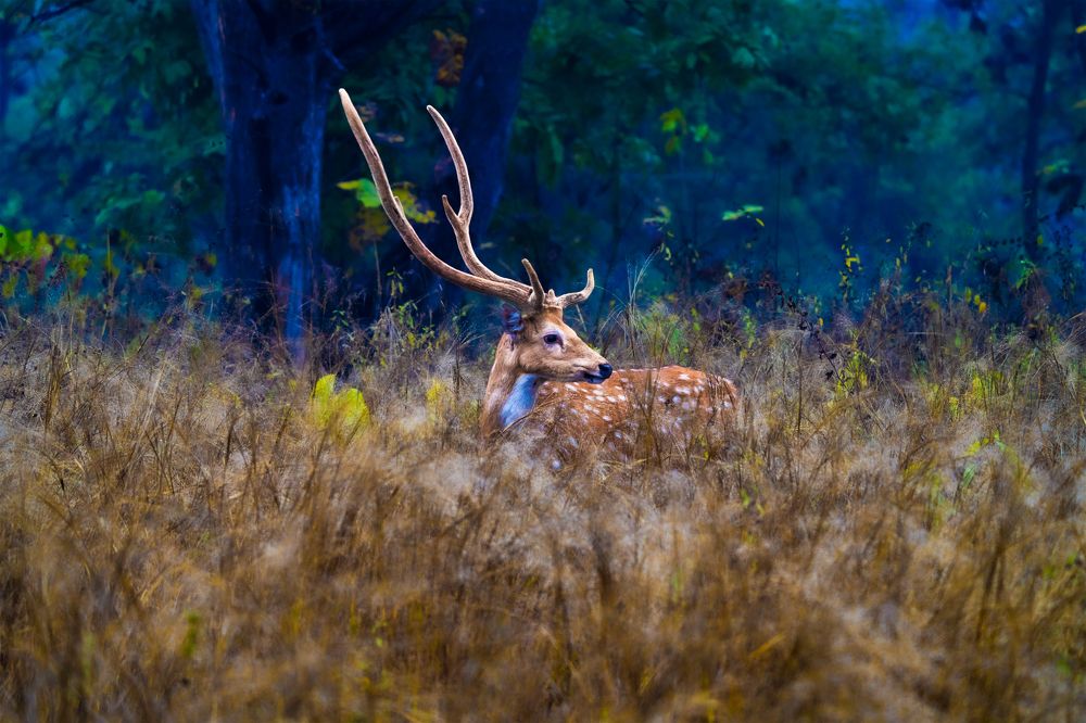 Photograph by SAMITA SARAF