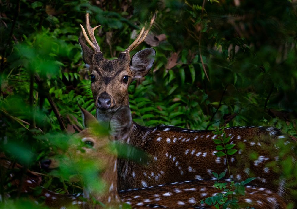 Photograph by SAMITA SARAF