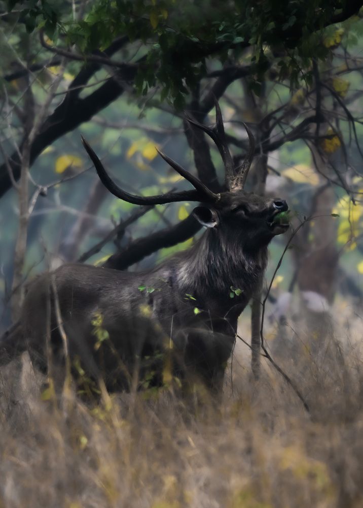 Photograph by SAMITA SARAF