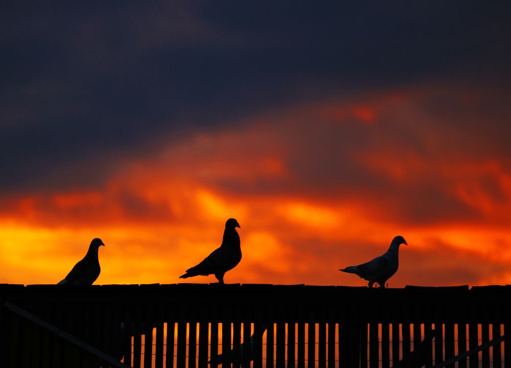 Pigeons in Sunset