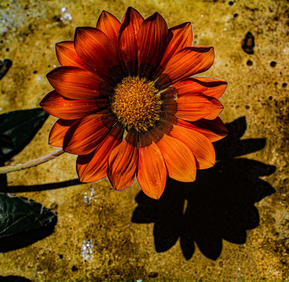 Photograph by Муза Латинская