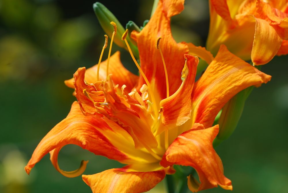 Photograph by Оксана Трофименко