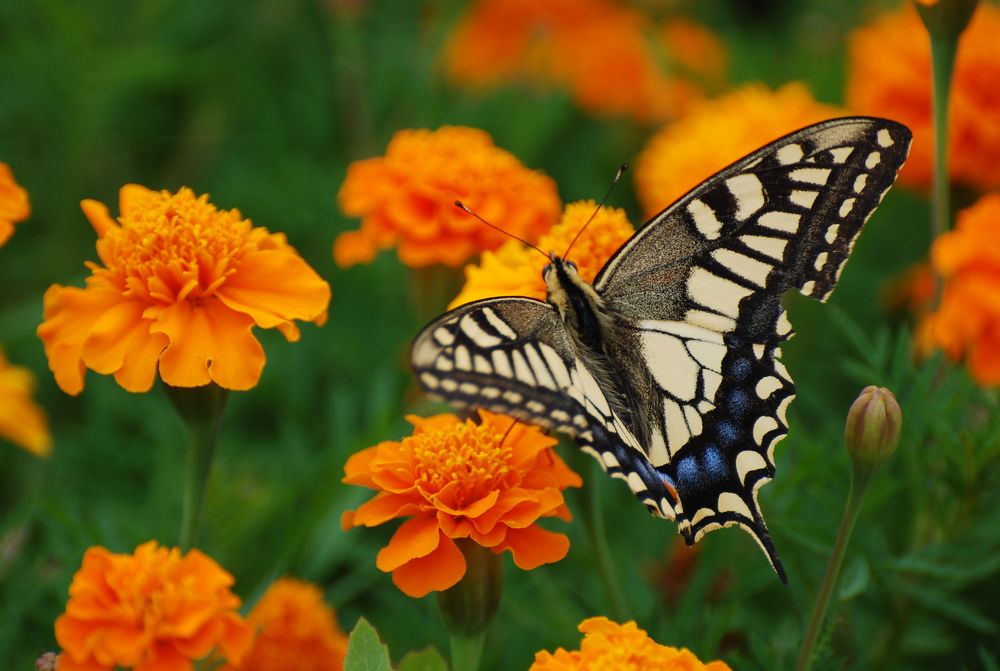 Photograph by Оксана Трофименко