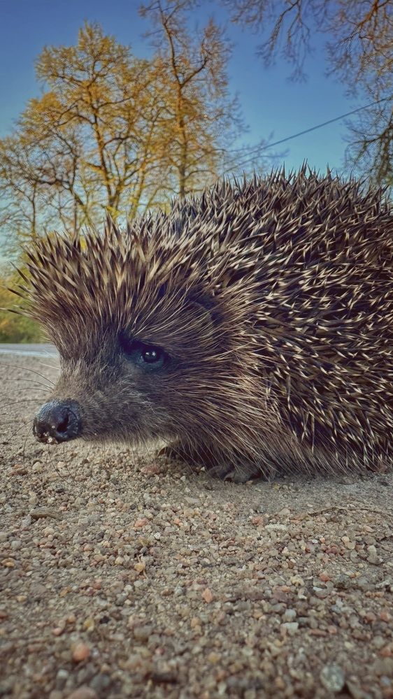 Photograph by Mariia Voloshina