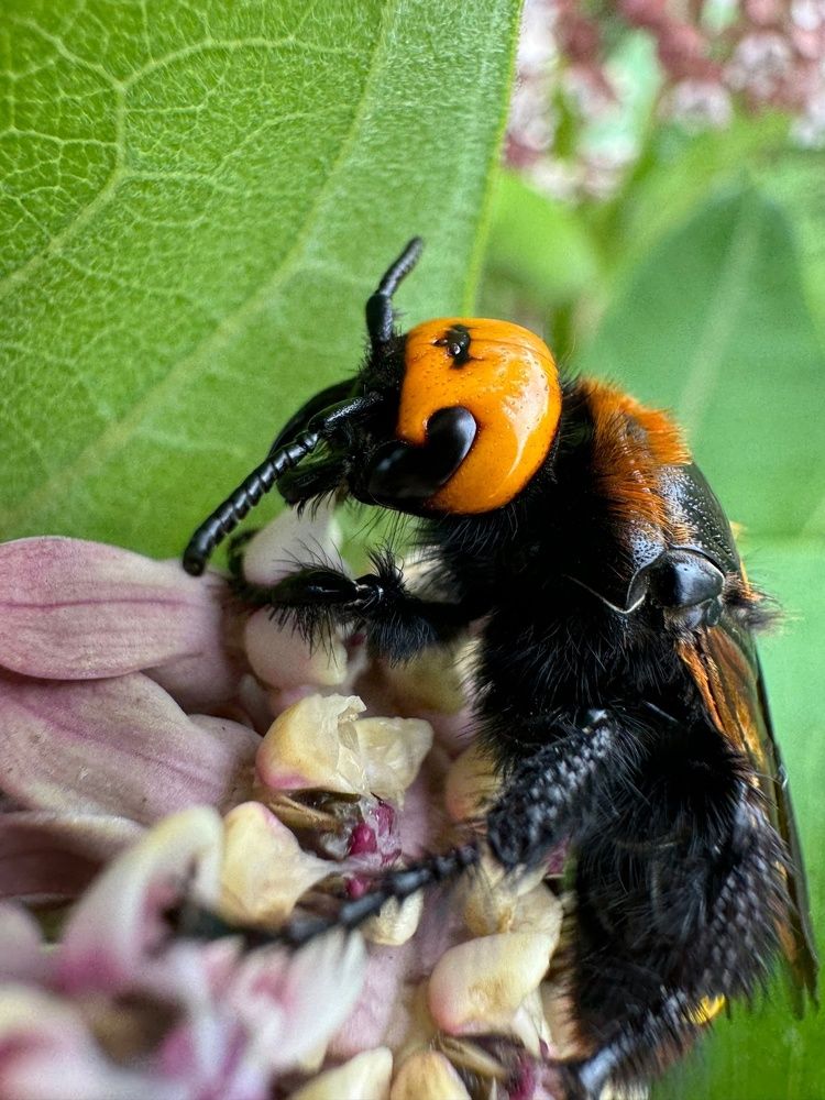 Фотография автора Виктория Зеленкова
