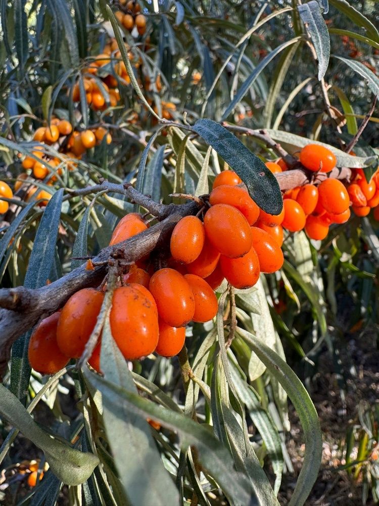 Фотография автора Виктория Зеленкова
