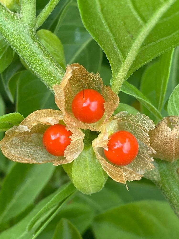 Фотография автора Виктория Зеленкова