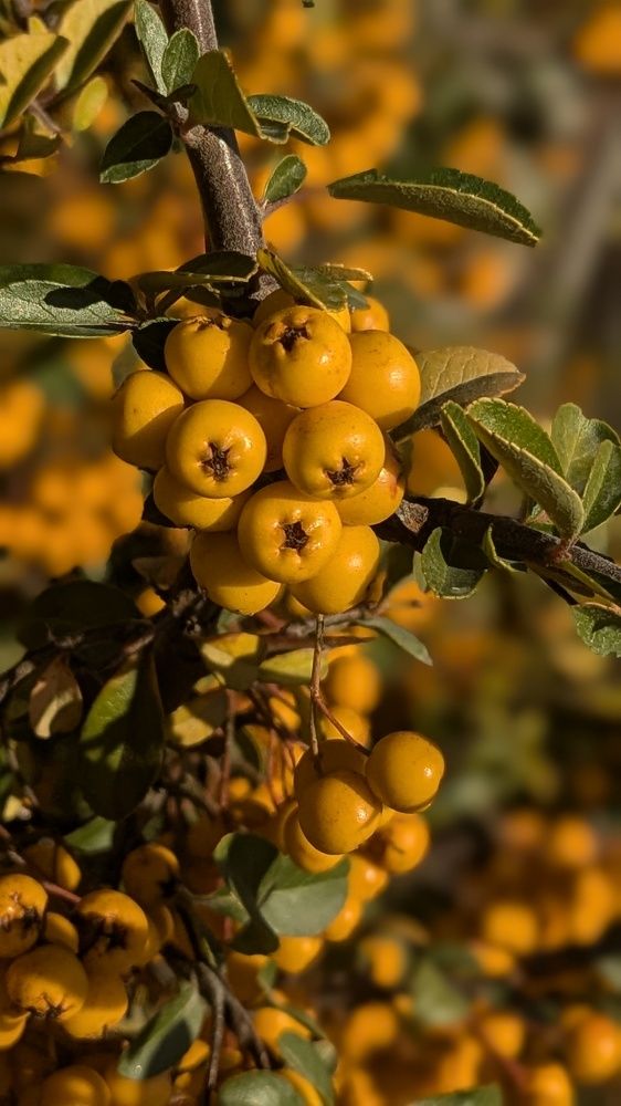 Photograph by Lilit Petrosyan