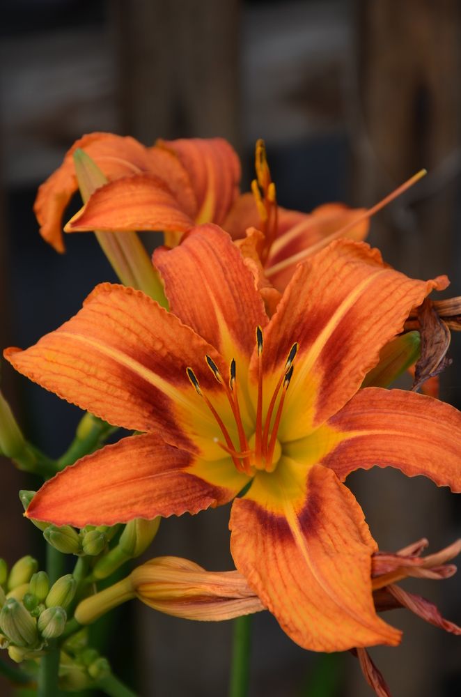 Photograph by Людмила Воропаева