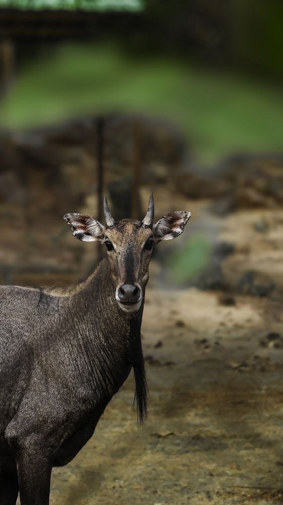 Photograph by RAJKUMAR CHETTE