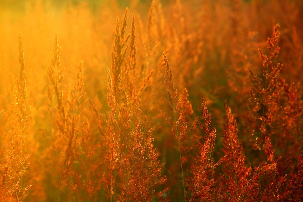 Photograph by Жанна Нечаева