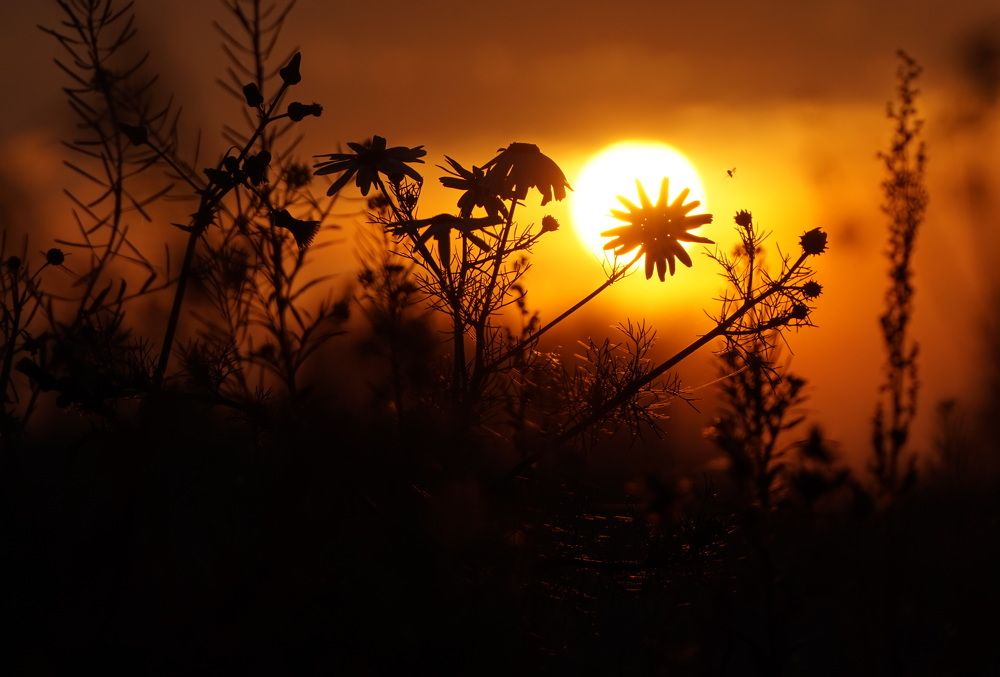 Photograph by Лена Максимкина