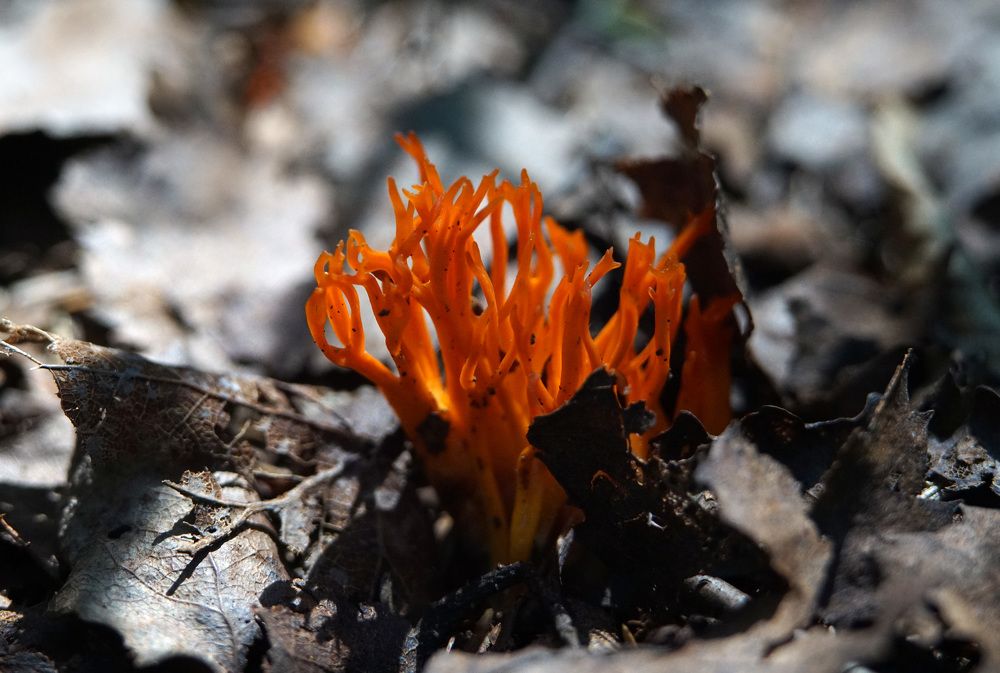 Photograph by Лена Максимкина