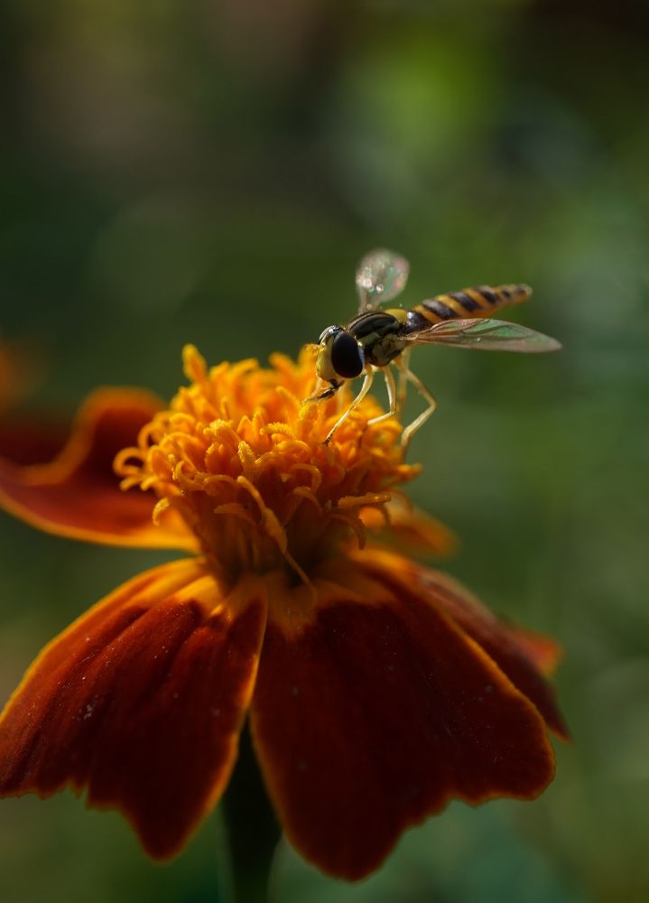 Photograph by Лена Максимкина