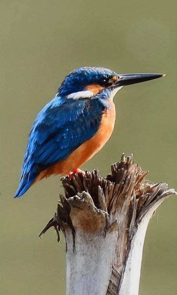Common kingfisher